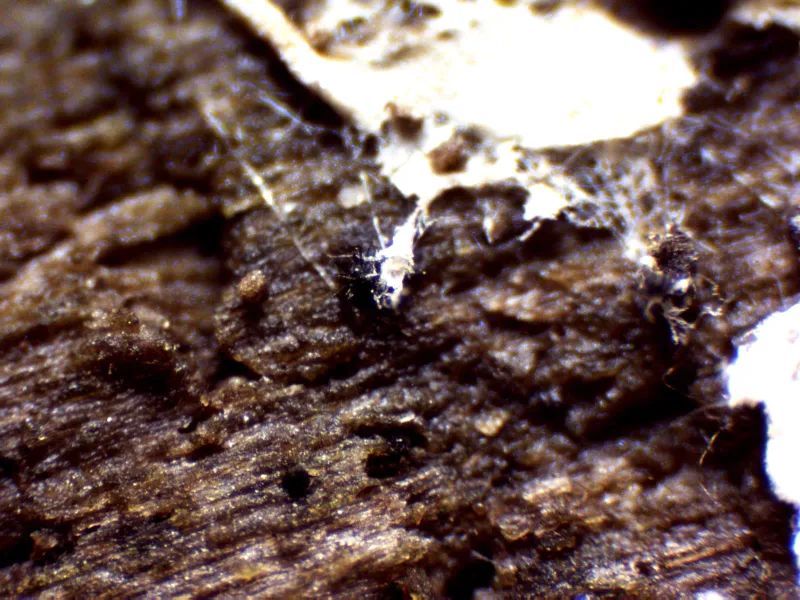 Capronia fusispora 1 - X 40 1